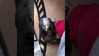 Otter Melonpan asking Daddy to  Pet her😁🦦🥰|Cute Otter  #otternoise #shortsvideos #ytviral #viral