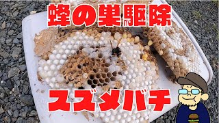 蜂の巣駆除！！実家に出来たスズメバチの巣を駆除してもらいました！