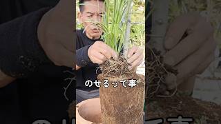 【重ね植え】植物の上に植物？#寄せ植え #園芸