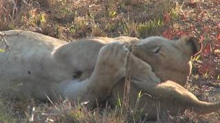 Lion hugs are the best way to start the day