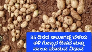 35 ದಿನದ ಆಲೂಗಡ್ಡೆ 🥔  ಬೆಳೆಯ ತಳಿ ಗೊಬ್ಬರ ಔಷಧ ಮತ್ತು ಸಾಲೂ ಮಾಡುವ ವಿಧಾನ  | 35 days potato 🥔 farming steps