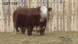 Topp Herefords Lot 155