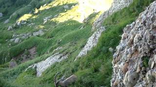 Steinbock auf dem Speer (Kletterweg)