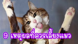 9 เหตุผลที่ควรเลี้ยงแมว  ประสบการณ์ เลี้ยงแมว มีแมวเป็นเพื่อน | Cat story |