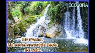 Río Fucha. Un corto recorrido lleno de vida | Ecosofía | PENSAR Y CREER