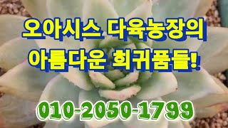 오아시스농장의 희귀품들입니다.