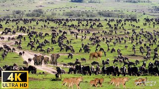 4K Africa Wildlife : The Great Migration from the Serengeti to the Maasai Mara, Kenya - Part 3