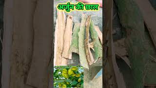 अर्जुन की छाल के प्रयोग,Arjun ki chhal,#shortsvideo#shorts#viralvideos