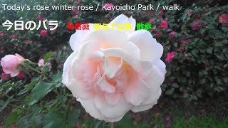 今日のバラ　冬薔薇　/駕与丁公園/散歩Today's rose winter rose / Kayoicho Park / walk