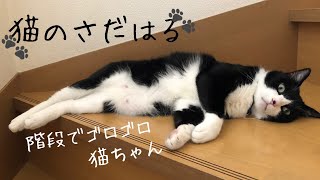 [猫のさだはる] 階段でゴロゴロ猫ちゃん😽