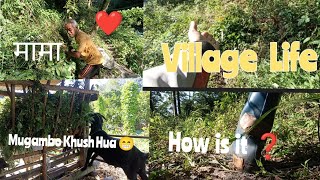 Mama Sanga Ghas ma jhada | Khasi Kosto Lagyo? | Village Life Vlog 6 | Mr Manger Vlogs |