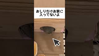 ☆ミニウサギのころん☆  おしりが出てるのにしばらく気付かない様子