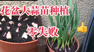 怎样种蒜苗，大蒜苗种植#泥土栽培法 怎样养蒜苗零失败，详细指南 一个花盆就够how to grow garlic shoots at home in limited space #