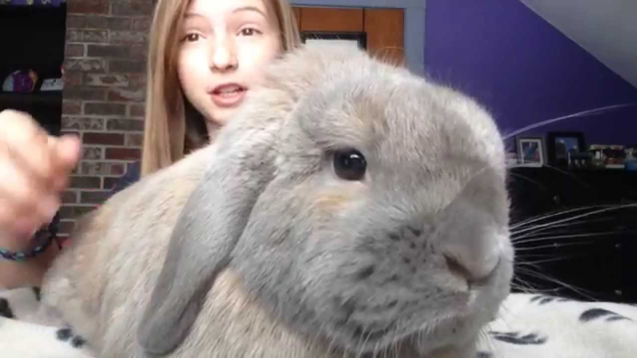 Rabbit Care How To Pick Up Your Bunny Holland Lop House Rabbit