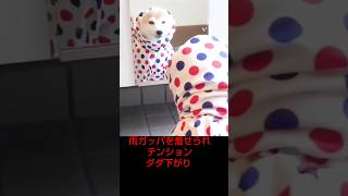 【雨の日の散歩はノリが悪い柴犬】