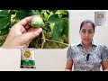 नरमा कपास की सबसे अच्छी वैरायटी kapas ki top variety 2023 kapas ki kheti cotton seeds variety