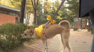 개물림 사망사고 그 후…목줄은 일상화-입마개는 '아직' / 연합뉴스TV (YonhapnewsTV)