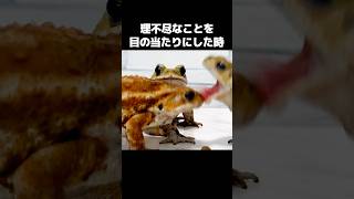 理不尽なヒキガエル　Funny Toad Video