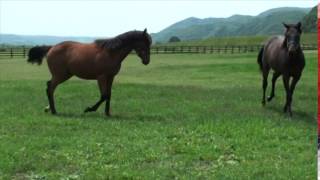 DERBY WEEK2015優勝馬のふるさと／柏木一則牧場（フジノサムライ号