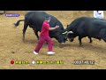 南星白虎ｘ常勝会テスリ華梨（元：二代目テスリ産業パンダ）2021.5.9　　【沖縄闘牛】 沖縄闘牛