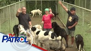 KBYN: Pag-aalaga ng 30 aso kasama ang giant dogs nagsimula bilang hobby | TV Patrol