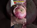 exploring nashik s onion market sourcing quality produce for export u0026 trading