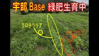 岩手県・休耕地・緑肥・水でベタベタな元田んぼを野菜の育つ畑に変える