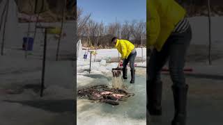 【搞笑漁民真實生活】靠傳統方法捕魚，感受不一樣的勞動之美！！#fishing  #shorts