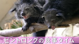 【ビントロング】ビントーク！特徴と餌やり体験 Binturong's meal time