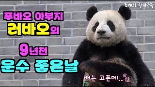 [한국농수산TV] #푸바오 아부지 러바오의 9년전 있었던 운수좋은날 이야기