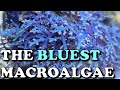 The BLUEST Macroalgae | Blue OCHTODES / HYPNEA Complete Guide