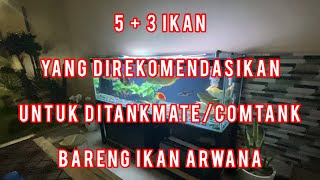 Inilah 8 Ikan Tankmate Terbaik Untuk Ikan Arwana