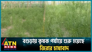 বগুড়ায় কৃষক পর্যায়ে শুরু হয়েছে জিরার চাষাবাদ |  Bogura Bari Jira | ATN News