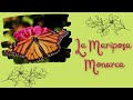 La Mariposa Monarca en peligro de extinción / SOLSAVE