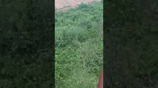 Gujarat : 0.91 Acre of Eco Farm Land For Sale Located at Kaniz, Ahmedabad District