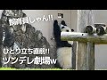 【謎かわいいw】飼育員さんが来て嬉しいのにツンデレ発動!?ひとり立ち直前!!子パンダ楓浜🍁