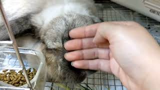 【和泉本店】ホテル宿泊中のうさぎさん達🐰2022.5.26