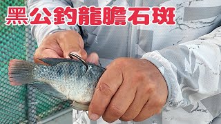 抓黑公來釣龍膽石斑（第275部）giant grouperbrindle bass  Queensland grouper