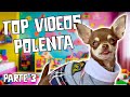 OS MELHORES MOMENTOS DA POLENTA parte 3  *MAIS DE 1 HORA DE VÍDEO*