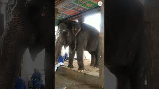 இந்த யானை செம்ம Vibe -ல இருக்கும் போல 🐘 Elephant Dance #shorts #elephant #animals