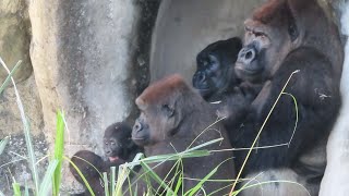 金剛迪亞哥和家人在B場-Gorilla D'jeeco and his family are in the area B