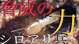 ありんこ記録#30  恐るべきシロアリの力！〜Termites〜