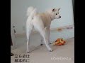 嬉しさ爆発のお出迎え！！秋田犬天子