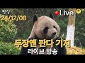 12월 08일 주간 라이브 방송~아이바오와 러바오의 러브 스토리 그리고 강바오님의 두장옌 판다 기지~