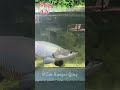 speed of an arapaima 👀 zoo aquarium river fishing ikan kakipancing