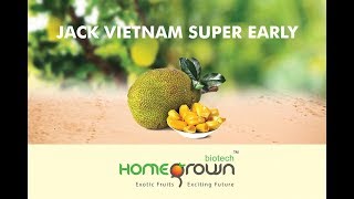 Vietnam super early - The 'ONE YEAR JACK'