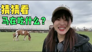 妹子自驾内蒙，扎进男人堆里体验生活，草原马场人的一天是啥样？