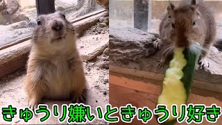 【長崎バイオパーク】プレーリードッグとテグー、どっちがきゅうり好き！？Which one do you like cucumbers?