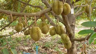 Agriculture Durian Fruit 2016_Vol.01  Break 02