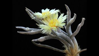 ขั้นตอนการกราฟคาปุดเมดูซ่า อย่างง่ายภายใน 3 นาที!! Grafting Astrophytum caput-medusae in 3 minutes